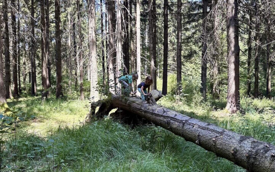 Lernen und Natur – Was hat das Lernen unserer Kinder mit der Natur zu tun? 