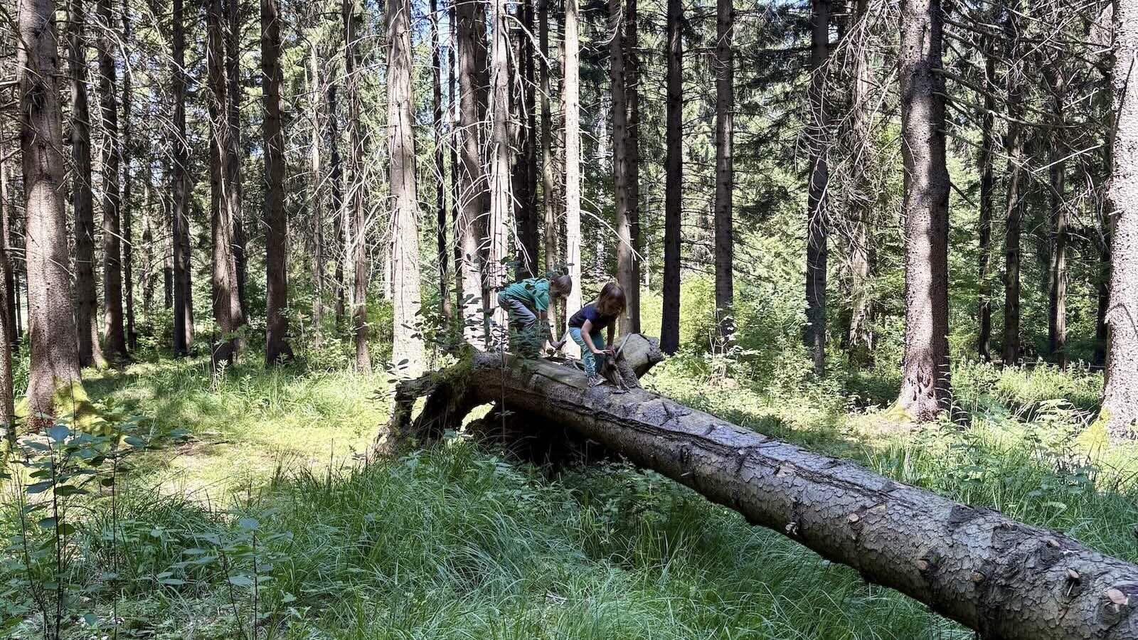 Kinder klettern im Wald auf einem umgestürzten Baum