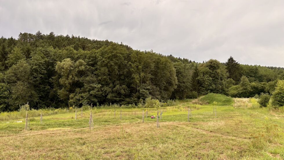 Blick über eine naturnahe Wiese mit jungen Bäumen, einem kleinen Teich und dem angrenzenden Waldrand.