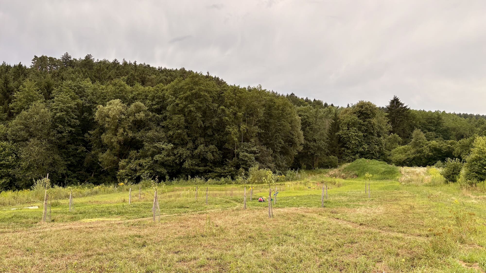 Blick über eine naturnahe Wiese mit jungen Bäumen, einem kleinen Teich und dem angrenzenden Waldrand.